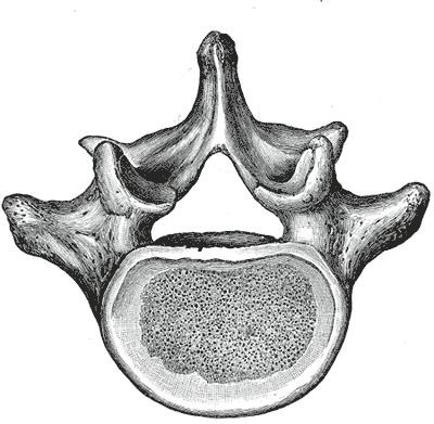 This is a drawing showing a cross section of a typical lumbar vertebra.