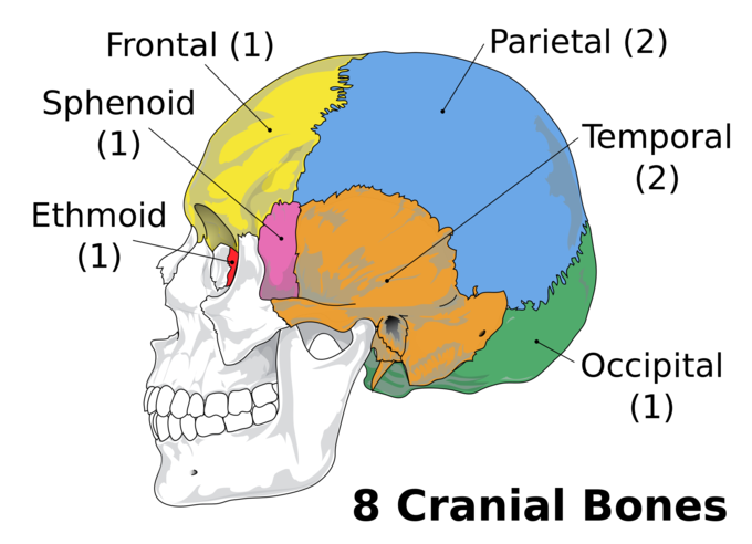 This is a diagram of a skull that displays the components of neurocranium. The neurocranium consists of 8 parts: frontal, sphenoid, ethmoid, occipital, 2 temporal, and 2 parietal bones.