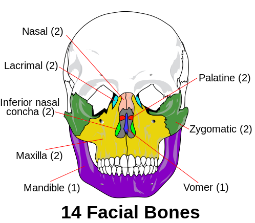 This is a frontal view of a skull that labels the fourteen facial bones. The following facial bones are paired: nasal, lacrimal, inferior nasal concha, maxilla, palatine, and zygomatic. The mandible and vomer are the only singular facial bones.