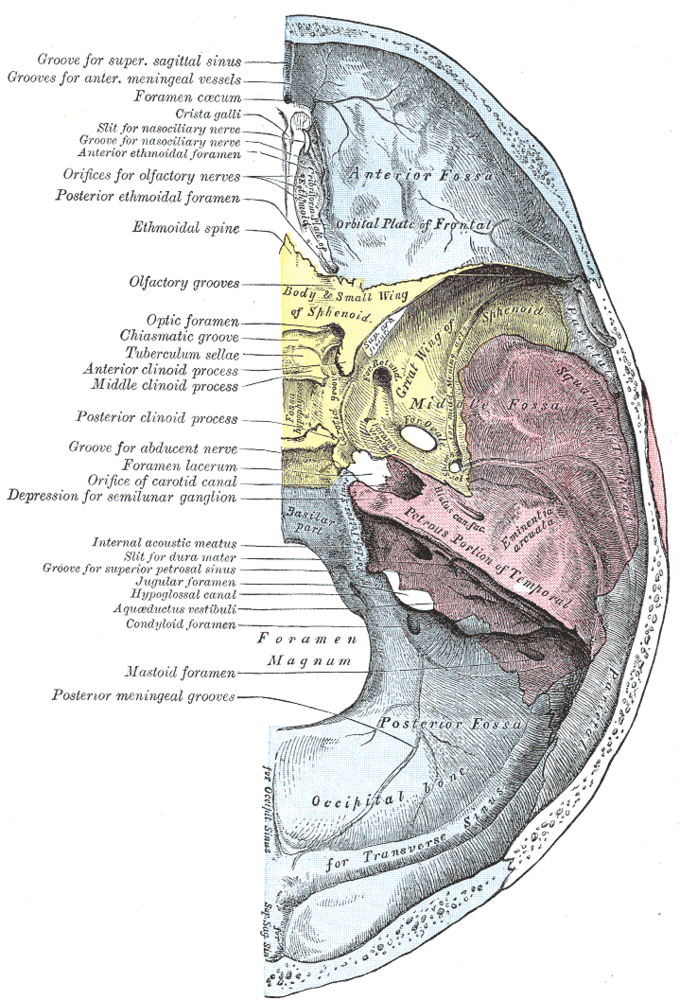 This image details the location of foramina in the skull. Key foramina shown here include: the supraorbital foramen, optic foramen, foramen magnum, foramina of cribriform plate, foramen rotundum.