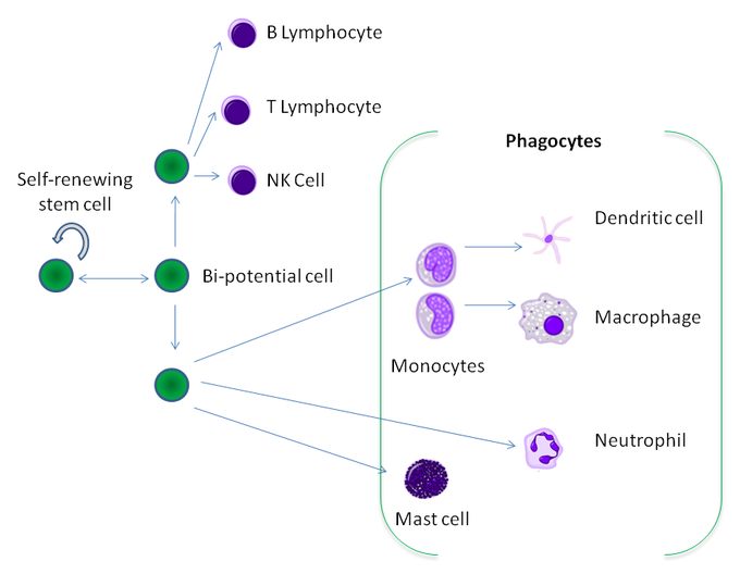 This diagram of leukocyte differentiation indicates the self-renewing stem cell, B lymphocyte, T lymphocyte, NK cell, bi-potential cell, phagocytes, dendritic cell, macrophage, neutrophils, monocytes, and mast cells.