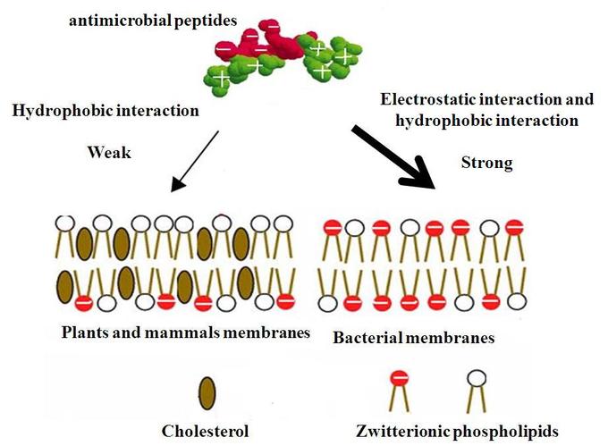 This diagram indicates antimicrobial peptides, hydrophobic and electrostatic interaction, plant and mammal membranes, bacterial membranes, cholesterol, and zwitterionic phospholipids.
