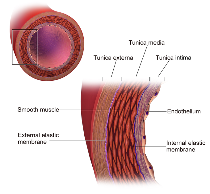 A diagram of an artery showing the three layers of the blood vessel. The thin inner tunica intima, thick contractile tunica media and tough outher tunica externa.
