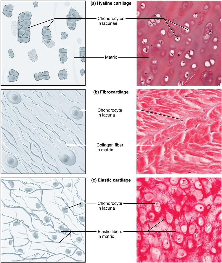 three types of cartilage, hyaline, fibrocartilage, elastic, drawings and as viewed under the microscope