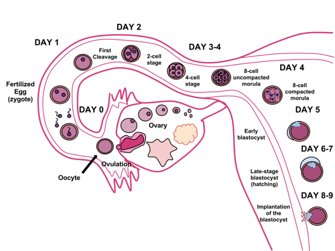 This is a diagram of human fertilization. It shows the sperm and ovum uniting through fertilization. This union creates a zygote that develops over the course of 8 to 9 days that will implant itself in the uterine wall, where it will reside over the course of 9 months.