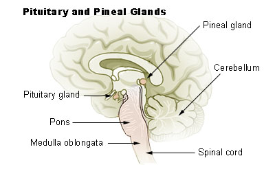 This is a drawing of the brain and spinal cord. It shows, from top to bottom, the positions of the pineal gland, pituitary gland, pons, cerebellum, and the medulla oblongata.