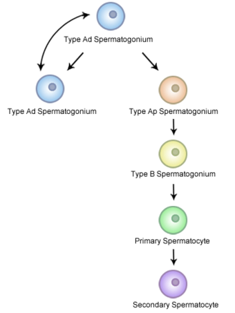 Spermatocytogenesis