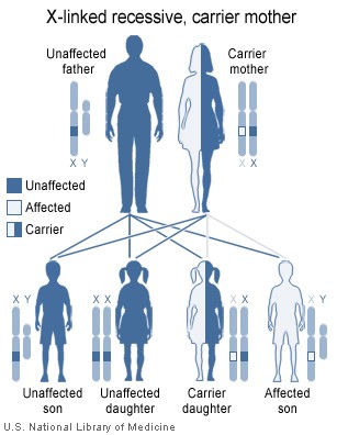 This is a diagram of how hemophilia is passed from parents to children. An unaffected father and carrier mother can have an unaffected son, an unaffected daughter, a carrier daughter, and/or an affected son.