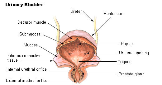 This is an illustration of the urinary bladder. It shows how the urinary bladder is composed of several layers of tissue that facilitate urine storage and expulsion. The associated structures of the urinary and male reproductive tract are labelled. These are the ureter, peritoneum, detrusor muscle, submucosa, mucosa, fibrous connective tissue, internal urethral orifice, external urethral orifice, rugae, ureteral opening, trigone, and the prostate gland.