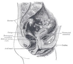 This is an anatomical drawing of a female urethra.