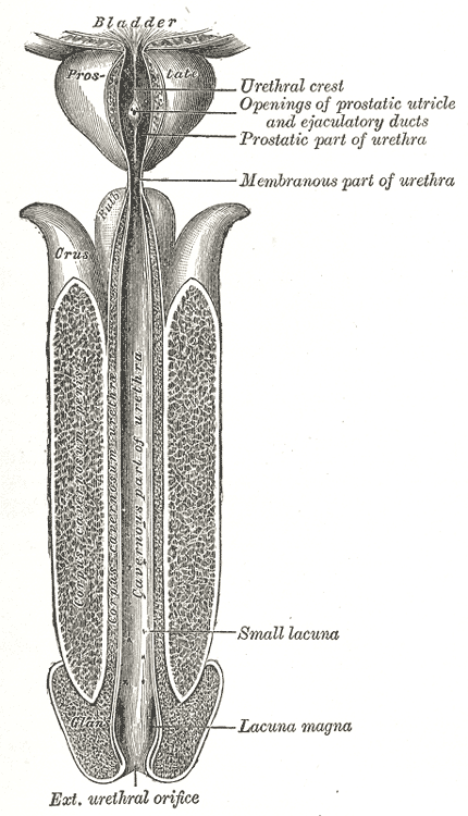This is a detailed view of the male urethra. Starting from the bladder, we see labeled the prostate, urethral crest, the openings of the prostatic utricle and ejaculatory ducts, the prostatic part of the urethra, the membranous part of the urethra, the small lacuna, the lacuna magna, and the exterior urethral orifice at the tip of the penis.