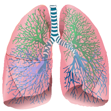 This is a color illustration of the lungs, with nothing identified on it. The lungs are responsible for the removal of gaseous waste from the body.