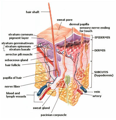 This diagram of the integumentary system indicates the hair shaft, sweat pore, dermal papilla, sensory nerve ending for touch, epidermis, dermis, subcutis (hypodermic), vein, artery, sweat gland, pacinian corpuscle, blood and lymph vessels, nerve fiber, papilla of hair, hair follicle, sebaceous gland, arrector pili muscle, stratum basale, stratum spinosum, stratum germinativum, pigment layer, and stratum corneum.