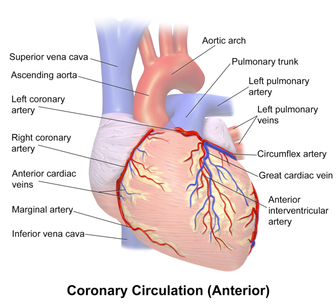 The coronary circulation, anterior view, indicating the aortic arch, left pulmonary trunk, left and right coronary artery, left pulmonary veins, left pulmonary artery, circumflex artery, great cardiac vein, anterior interventricular artery, inferior vena cava, marginal artery, anterior cardiac veins, ascending aorta, and superior vena cava.