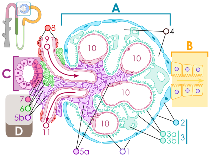 This is a diagram of glomeruluar filtration. The glomerulus is seen filtering fluid into the Bowman's capsule that sends fluid through the nephron. GFR is the rate at which is this filtration occurs.