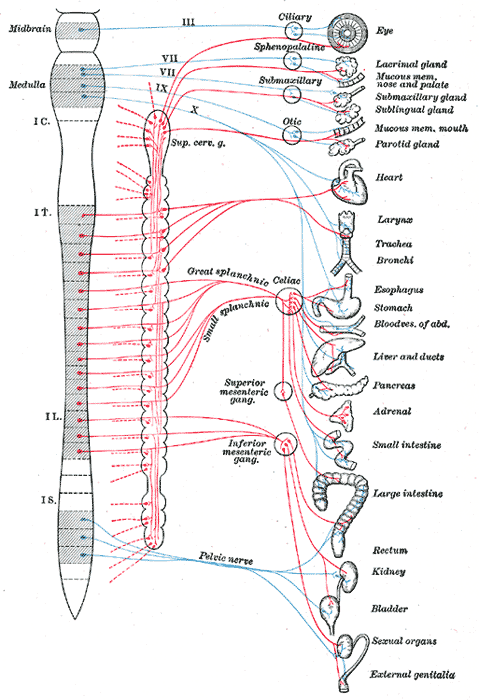 This diagram depicts the function of the nervous system, with terms including midbrain, medulla, great splanchnic, small splanchnic, superior mesenteric ganglia, inferior mesenteric ganglia, pelvic nerve, eye, ciliary, lacrinal gland, sphenopalatine, otic, celiac, mucous membranes, nose, palate, submaxillary gland, sublingual gland, parotid gland, heart, larynx, trachea, bronchi, esophagus, stomach, abdominal blood vessels, liver and ducts, pancreas, adrenal, small intestine, large intestine, rectum, kidney, bladder, sexual organs, external genitalia.