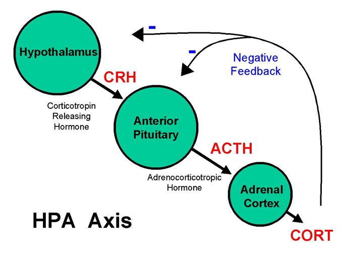This is an image of the HPA Axis. Negative feedback affects the hypothalamus, which releases CRH into the anterior pituitary. Negative feedback can also affect the anterior pituitary directly, which releases ACTH into the adrenal cortex, which in turn releases CORT.
