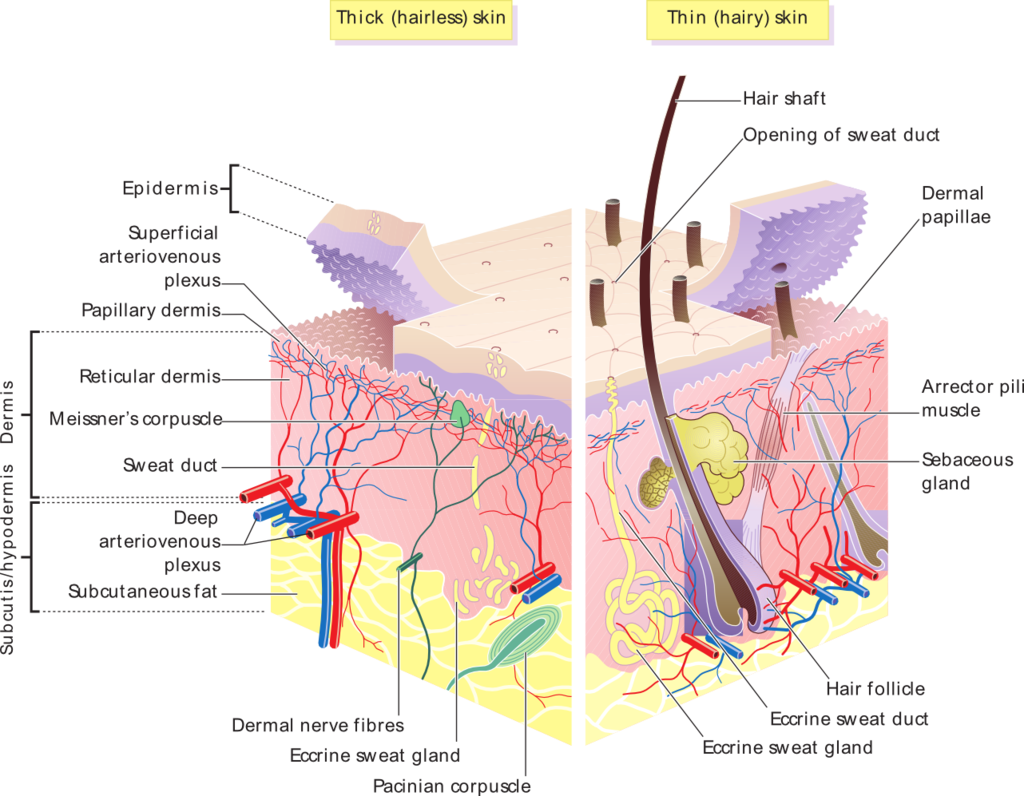 This image details features of the epidermal and dermal layers of the skin. It shows the layers of cutaneous membranes (skin) for two skin types, thick and think. Thick skin is hairless and thin skin is hairy.