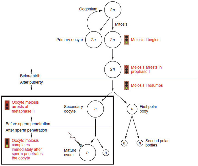 Diagram showing maturation of the ovum, including oogonium, mitosis, primary oocyte, meiosis I, meiosis arrests in prophase I, meiosis I resumes, secondary oocyte, first polar body, second polar bodies, mature ovum.