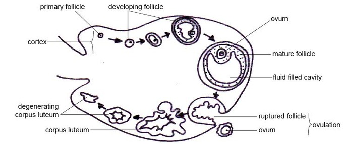 This diagram of the ovarian cycle shows the cortex, primary follicle, developing follicle, ovum, mature follicle, fluid-filled cavity, ruptured follicle, ovulation, corpus luteum, and degenerating corpus luteum.