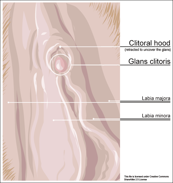 This diagram of the clitoris indicates the labia majora and minora, retracted clitoral hood, and glans.