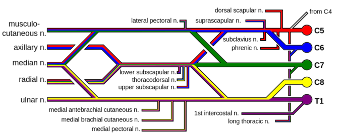 This is a diagram of the brachial plexus and its branches. These five branches are noted as terminal nerve branches: musculo-cutaneous, axillary, median, radial, and ulnar.