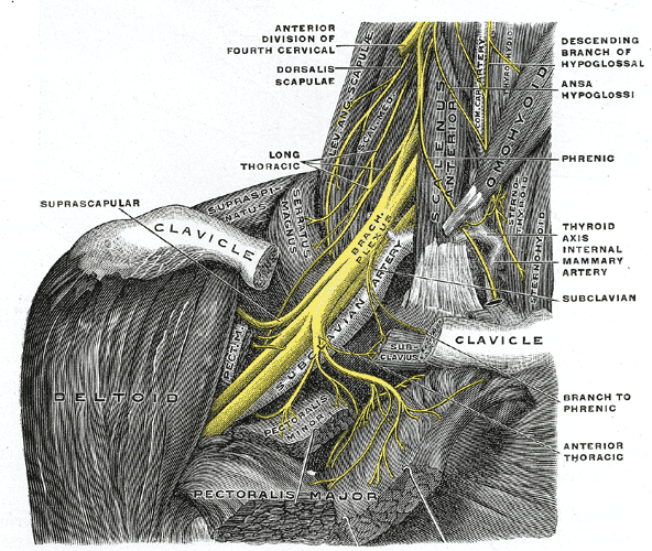 This is an anatomical drawing of the right brachial plexus that identifies its short branches, viewed from the front.