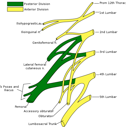 This is a drawing of the lumbar plexus. It depicts the anterior and interior divisions of the 2nd, 3rd, and 4th lumbar nerves.