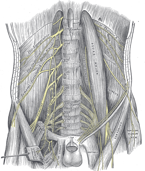This is a black and white image of the lumbar plexus with its nerves highlighted in yellow. The femoral nerve is the largest.