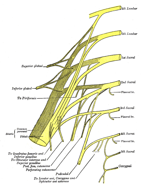 This is a drawing of the nerves of the sacral plexus. It shows all the lumbar and sacral nerves that form the plexus.