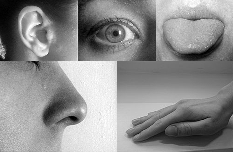 These are five closeup, black and white photographs of an ear, eye, tongue, nose, and hand.