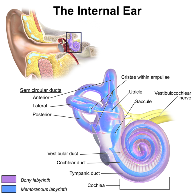 This is two color drawings. One is a cutaway view of the ear, showing the ear canal and the bony labyrinth. The second is a closeup of the bony labyrinth, with all its parts identified, and the membranous labyrinth outlined within it.