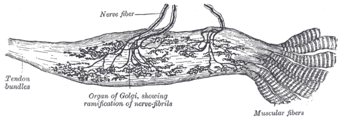 This is a drawing of the Golgi tendon organ. The Golgi tendon organ contributes to the Golgi tendon reflex and provides proprioceptive information about joint position. The drawing shows tendon bundles and nerve fibers with the Golgi organ attached to them and spread throughout the nerves and tendon.