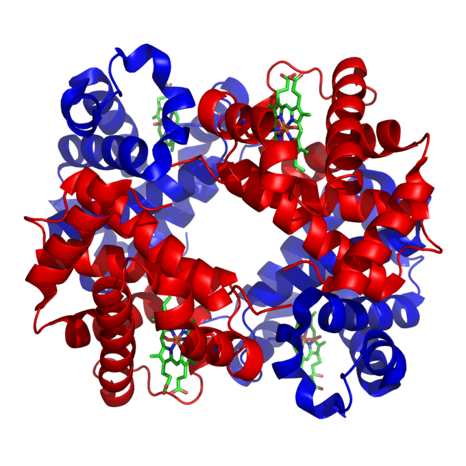 This is a color picture of the structure of hemoglobin. It depicts hemoglobin as a tetramer of alpha (red) and beta (blue) subunits with iron-containing heme groups (green).