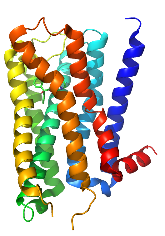 This is a drawing of a human M2 muscarinic acetylcholine receptor that is bound to ACh.