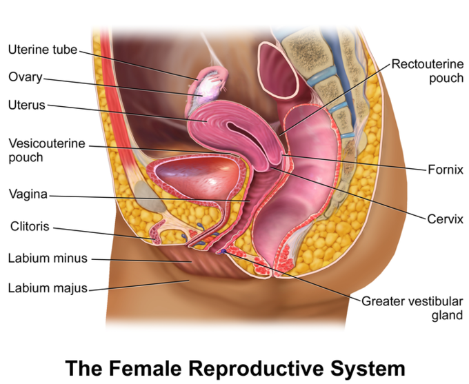 Illustrated sagittal view of the female reproductive system.