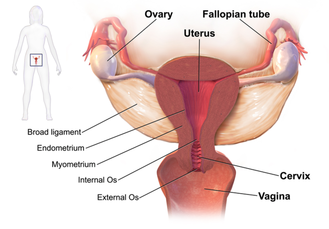 A pictorial illustration of the female reproductive system.