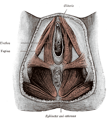 Illustrated drawing of the muscles of the female perineum, including the clitoris, bulbocavernosus, ischiocavernosus, external sphincter, and gluteus maximus.