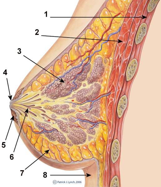 Drawing of the cross-section of the mammary-gland.