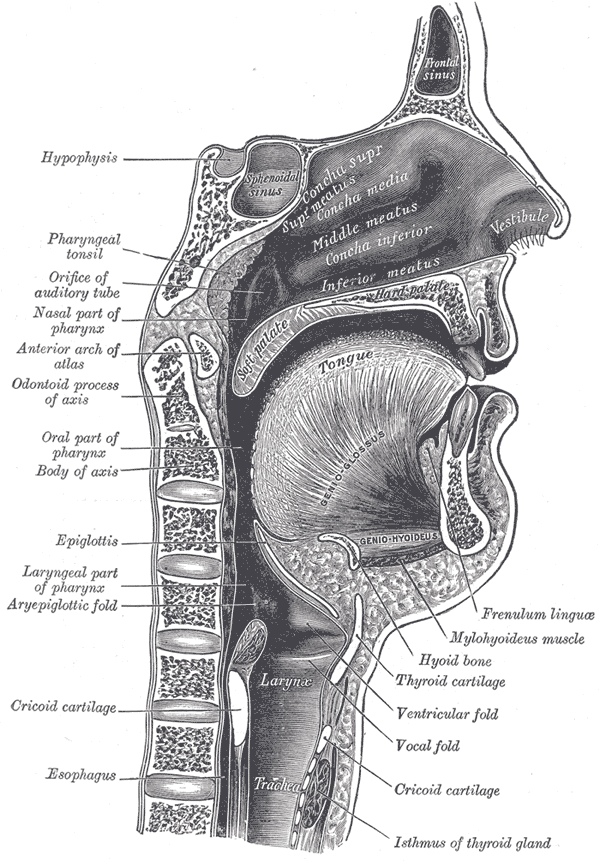 This is a detailed, hand-drawn diagram of the pharynx from Gray's Anatomy, showing the major structures each part of the pharynx.