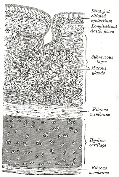 A cross section of the trachea, showing the hyaline cartilage, mucus glands, and ciliated epithelium. The hyaline cartilage is wedged between two fibrous membranes. The submucous layer contains the mucous glands. The stratified ciliated ephithelium sits above it all, cushioned by longitudinal elastic fibers.