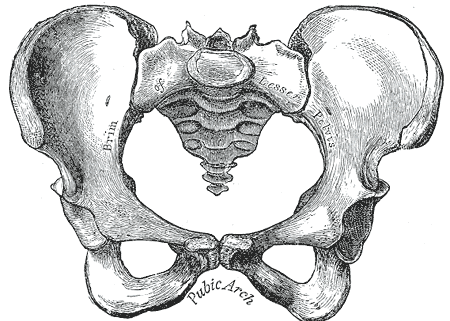This is a drawing of the female pelvis The female pelvis is wider than that of the male, as can be seen by the greater than 90 degree angle of the pubic arch.