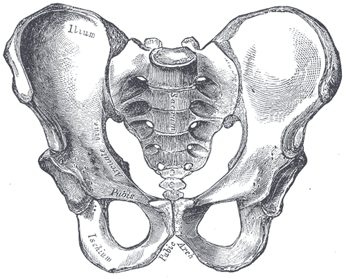 This is a drawing of the male pelvis. It is narrower than that of the female, as can be seen by the less than 90 degree angle of the pubic arch.