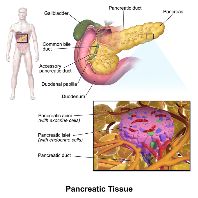 This is an illustration of the pancreas with a detailed view of a pancreatic islet with endocrine cells. The islet is surround by the pancreatic acini and pancreatic duct.