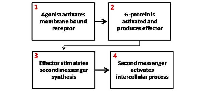 This is a general schematic diagram of second messenger generation following the activation of membrane-bound receptors. 1. The agonist activates the membrane-bound receptor. 2. G-protein is activated and produces an effector. 3. The effector stimulates a second messenger synthesis. 4. The second messenger activates an intercellular process.