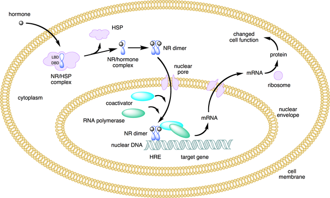 This figure depicts the mechanism of a class I nuclear receptor (NR) that, in the absence of ligand, is located in the cytosol. Hormone binding to the NR triggers translocation to the nucleus, where the NR binds to a specific sequence of DNA known as a hormone response element (HRE).
