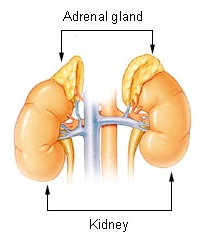 This illustration shows the two adrenal glands above the kidney. These are responsible for releasing hormones in response to stress through the synthesis of corticosteroids such as cortisol, and catecholamines such as epinephrine (adrenaline) and norepinephrine.