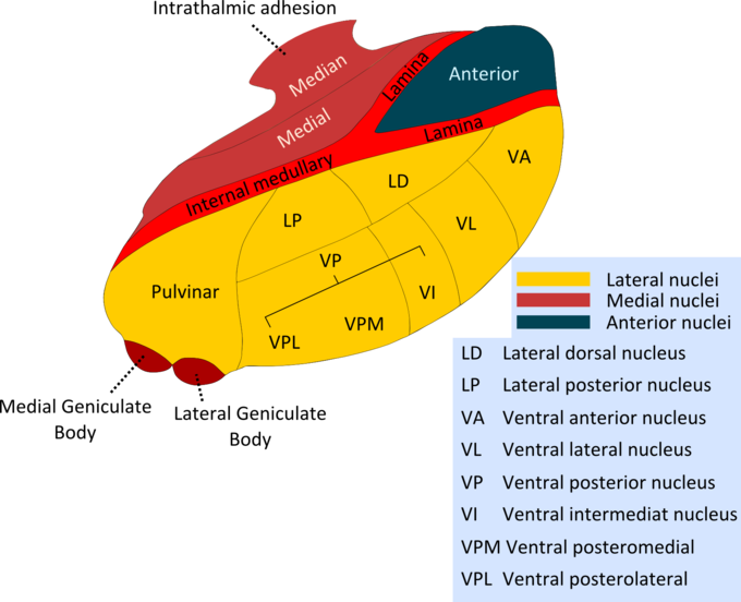 This diagram indicates the nuclei of the thalamus and other structures, including intrathalmic adhesion, median, medial, internal medullary, lamina, anterior, pulvinar, medial and lateral geniculate body, lateral dorsal and posterior nuclei, ventral anterior and lateral nucleus, ventral intermediate nucleus, ventral posteromedial, and ventral posterolateral.