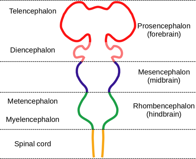 This diagram of the embryonic vertebrate brain indicates the telencephalon, diencephalon, prosencephalon (forebrain), mesencephalon (midbrain), rhombencephalon (hindbrain), metencephalon, and myelencephalon.