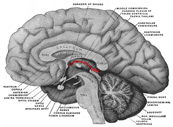 This diagram depicts the hypothalamus and other structures in the brain, including foramen of Monro, middle commissure, choroid plexus of third ventricle, taenia thalami, habenular commissure, posterior commissure, pineal body, aqueduct, quadrigeminal lamina, superior medullary vellum, fourth ventricle, oblongata, pons, midbrain, thalamus, fornix, callosum, genu, splenium, septum lucidum, oculomotor nerve, corpus albicans, tuber cinereum, optic nerve, pituitary body, optic chiasm, lamina terminalis, anterior commissure, copula, and rostrum.